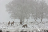 Edelhert (Cervus elaphus)