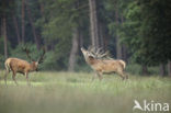 Edelhert (Cervus elaphus)