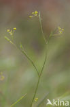 Fijn goudscherm (Bupleurum tenuissimum) 