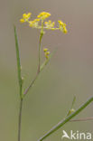 Fijn goudscherm (Bupleurum tenuissimum) 