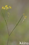 Fijn goudscherm (Bupleurum tenuissimum) 