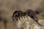 Gewone mijnspin (Atypus affinis)