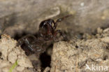 Gewone mijnspin (Atypus affinis)