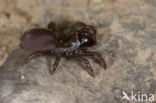 Gewone mijnspin (Atypus affinis)