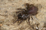 Gewone mijnspin (Atypus affinis)