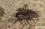 Gewone mijnspin (Atypus affinis)