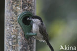 Glanskop (Parus palustris)