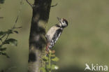 Grote Bonte Specht (Dendrocopos major)