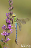 Grote keizerlibel (Anax imperator)