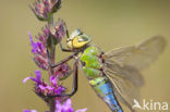 Grote keizerlibel (Anax imperator)