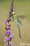 Grote keizerlibel (Anax imperator)