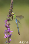 Grote keizerlibel (Anax imperator)