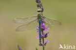 Grote keizerlibel (Anax imperator)