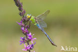 Grote keizerlibel (Anax imperator)