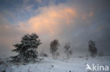 Grove den (Pinus sylvestris)