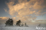 Grove den (Pinus sylvestris)