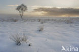 Grove den (Pinus sylvestris)