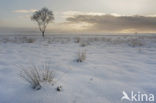 Grove den (Pinus sylvestris)