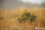 Grove den (Pinus sylvestris)