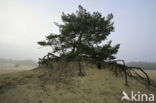 Grove den (Pinus sylvestris)