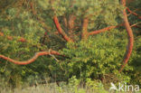 Grove den (Pinus sylvestris)