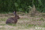 Haas (Lepus europaeus)