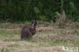 Haas (Lepus europaeus)