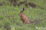 Haas (Lepus europaeus)