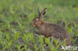 Haas (Lepus europaeus)