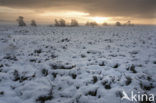 Hoog Buurlose Heide