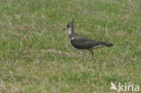 Kievit (Vanellus vanellus)