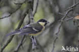 Koolmees (Parus major)