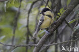 Koolmees (Parus major)