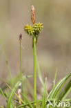 Kwelderzegge (Carex extensa)