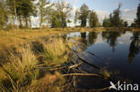 Nationaal Park Drents-Friese Wold