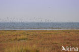 Nationaal park Schiermonnikoog