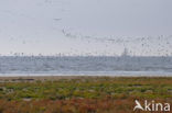 Nationaal park Schiermonnikoog