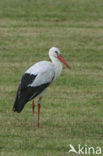 Ooievaar (Ciconia ciconia)