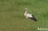 Ooievaar (Ciconia ciconia)