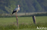 Ooievaar (Ciconia ciconia)