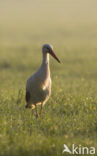 Ooievaar (Ciconia ciconia)