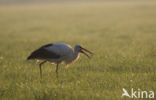 Ooievaar (Ciconia ciconia)