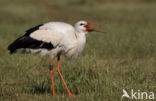 Ooievaar (Ciconia ciconia)