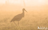 Ooievaar (Ciconia ciconia)