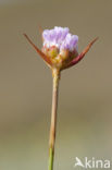 Plantain Thrift (Armeria alliacea)