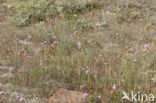 Plantain Thrift (Armeria alliacea)