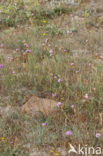 Plantain Thrift (Armeria alliacea)