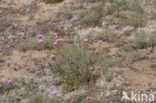 Plantain Thrift (Armeria alliacea)