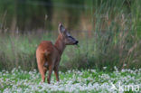 Ree (Capreolus capreolus)