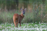 Ree (Capreolus capreolus)